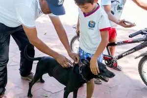  Continúa campaña de vacunación antirrábica en Santa María Huatulco 